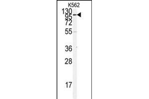 Western blot analysis of anti-ACE2 (SARS Receptor) Antibody (N-term) (ABIN390045 and ABIN2840582) in K562 cell line lysates (35 μg/lane).