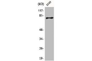 Western Blot analysis of A549 cells using BRD3 Polyclonal Antibody