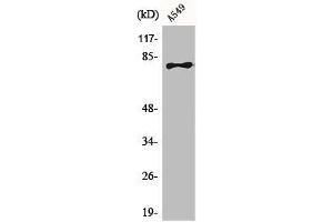 Western Blot analysis of A549 cells using BRD3 Polyclonal Antibody (BRD3 anticorps  (C-Term))
