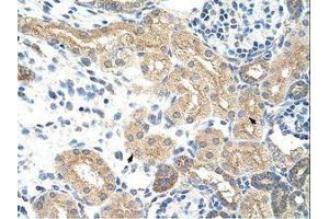 Image no. 3 for anti-Nuclear RNA Export Factor 5 (NXF5) (AA 153-202) antibody (ABIN203107) (NXF5 anticorps  (AA 153-202))