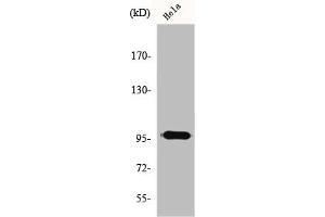 Western Blot analysis of HeLa cells using GAP1-InsP4 BP Polyclonal Antibody (RASA3 anticorps  (Internal Region))