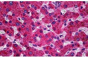 Anti-APOH / Apolipoprotein H antibody IHC staining of human liver.