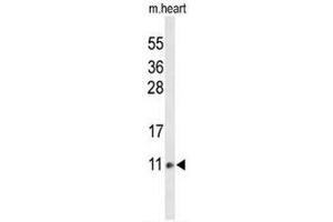 Western blot analysis of COX6A2 Antibody (Center) in mouse heart tissue lysates (35µg/lane).