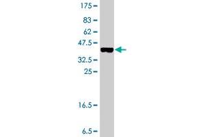 Western Blot detection against Immunogen (37 KDa) .