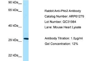 Western Blotting (WB) image for anti-Prohibitin 2 (PHB2) (Middle Region) antibody (ABIN2788747)
