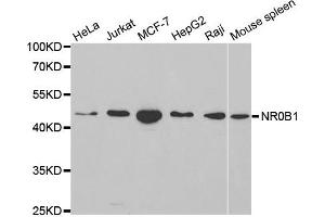 Western blot analysis of extracts of various cell lines, using NR0B1 antibody. (NR0B1 anticorps  (AA 1-260))