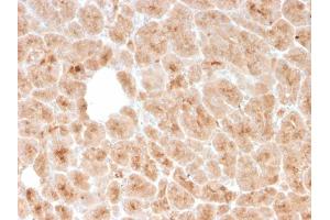 Formalin-fixed, paraffin-embedded human pancreas stained with LMO2 Mouse Monoclonal Antibody (rLMO2/1971). (Recombinant LMO2 anticorps  (AA 23-140))