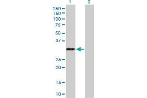 Western Blot analysis of RYBP expression in transfected 293T cell line by RYBP MaxPab polyclonal antibody. (RYBP anticorps  (AA 1-228))