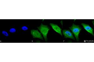 Immunocytochemistry/Immunofluorescence analysis using Rabbit Anti-Calnexin-CT Polyclonal Antibody .
