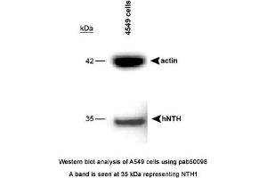 Image no. 1 for anti-Nth Endonuclease III-Like 1 (NTHL1) (full length) antibody (ABIN363407) (Nth Endonuclease III-Like 1 (NTHL1) (full length) anticorps)