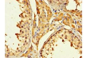 Immunohistochemistry of paraffin-embedded human testis tissue using ABIN7162427 at dilution of 1:100 (PAGE1 anticorps  (AA 1-146))