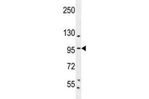 SP1 antibody western blot analysis in K562 lysate.
