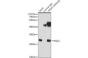 Immunoprecipitation analysis of 300 μg extracts of HeLa cells using 3 μg NQO1 antibody (ABIN7268795). (NQO1 anticorps)
