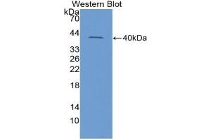 Detection of Recombinant INSL3, Rat using Polyclonal Antibody to Insulin Like Protein 3 (INSL3)