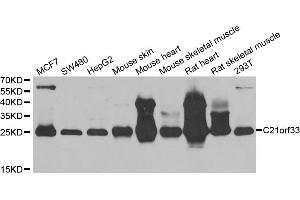 Western blot analysis of extracts of various cell lines, using C21orf33 antibody. (C21orf33 anticorps)