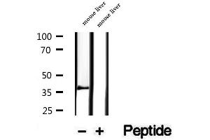 Western blot analysis of extracts of mouse liver tissue, using PIK3IP1 antibody.