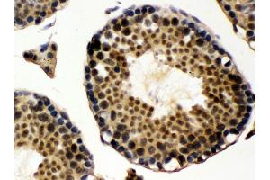Anti- UBE1C Picoband antibody,IHC(P) IHC(P): Rat Testis Tissue (UBA3 anticorps  (C-Term))