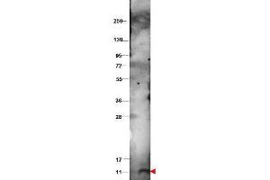 Western blot using  protein-A purified anti-bovine CXCL10 antibody shows detection of recombinant bovine CXCL10 at 9.