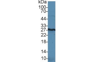 Detection of HMGB1 in Mouse Kidney lysate using Polyclonal Antibody to High Mobility Group Protein 1 (HMGB1) (HMGB1 anticorps  (AA 1-215))