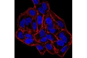 Immunofluorescence analysis of HeLa cells using DNMT3B mouse mAb.