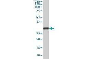 CDC2 monoclonal antibody (M04), clone 8F1 Western Blot analysis of CDC2 expression in Hela S3 NE .