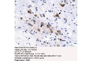 Human Brain (KCNH6 anticorps  (N-Term))