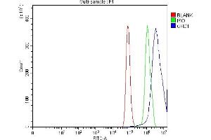 anti-Chromodomain Helicase DNA Binding Protein 1 (CHD1) (AA 71-1250) antibody