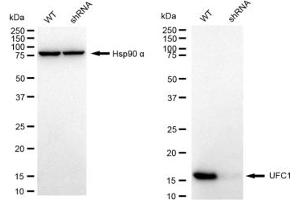 anti-Ubiquitin-Fold Modifier Conjugating Enzyme 1 (UFC1) antibody