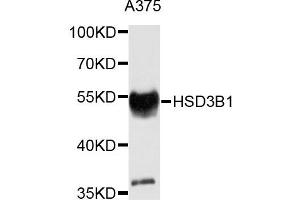 Western blot analysis of extracts of A375 cells, using HSD3B1 antibody. (HSD3B1 anticorps)