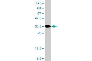 Western Blot detection against Immunogen (36.