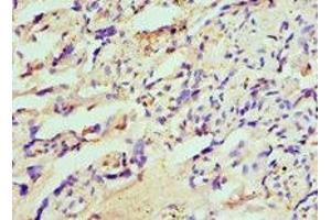 Immunohistochemistry of paraffin-embedded human placenta tissue using ABIN7155937 at dilution of 1:100