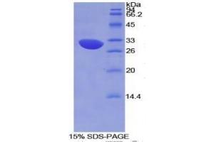 SDS-PAGE of Protein Standard from the Kit (Highly purified E.