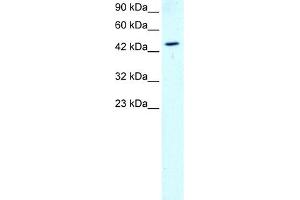WB Suggested Anti-GATA2 Antibody Titration: 1.