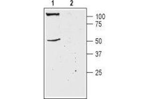 Western blot analysis of mouse brain membranes: - 1. (KCNK18 anticorps  (1st Extracellular Loop))