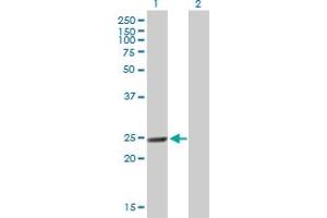Western Blot analysis of MTHFD2 expression in transfected 293T cell line by MTHFD2 MaxPab polyclonal antibody.