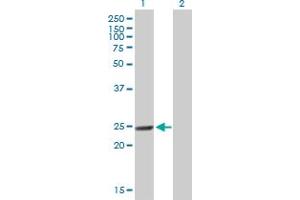 Western Blot analysis of MTHFD2 expression in transfected 293T cell line by MTHFD2 MaxPab polyclonal antibody. (MTHFD2 anticorps  (AA 1-248))