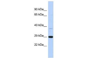 C1ORF74 antibody used at 1 ug/ml to detect target protein. (C1ORF74 anticorps  (N-Term))
