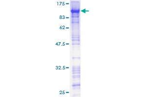 SDS-PAGE (SDS) image for Zinc Finger Protein 143 (ZNF143) (AA 1-626) protein (GST tag) (ABIN1786526) (ZNF143 Protein (AA 1-626) (GST tag))