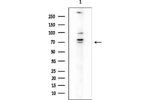 anti-Multiple Inositol-Polyphosphate Phosphatase 1 (MINPP1) (Internal Region) antibody