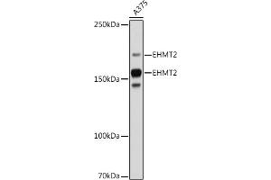Western blot analysis of extracts of  cells, using EHMT2 antibody (ABIN7265616) at 1:1000 dilution. (EHMT2 anticorps)