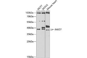 Western blot analysis of extracts of various cell lines, using JMJD7 antibody (ABIN6131500, ABIN6142660, ABIN6142661 and ABIN6223279) at 1:1000 dilution.