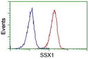 Image no. 3 for anti-Synovial Sarcoma, X Breakpoint 1 (SSX1) antibody (ABIN1501156) (SSX1 anticorps)