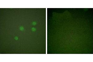 Peptide - +Immunofluorescence analysis of A549 cells, using Cyclinantibody. (Cyclin E1 anticorps)