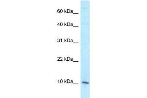 WB Suggested Anti-DAP Antibody Titration: 1.