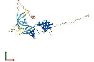 AlphaFold protein structure predicition of Human Recombinant CT55 Protein, UniprotID Q8WUE5