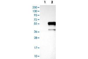 Western Blot analysis of Lane 1: negative control (vector only transfected HEK293T cell lysate) and Lane 2: over-expression lysate (co-expressed with a C-terminal myc-DDK tag in mammalian HEK293T cells) with DMRT1 polyclonal antibody . (DMRT1 anticorps)