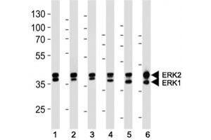 ERK1/2 antibody western blot analysis in (1) 293, (2) MCF-7, (3) Jurkat, (4) mouse NIH3T3, (5) rat C6 cell line and (6) mouse heart lysate.