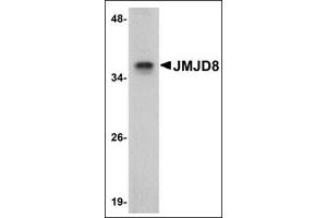 Western blot analysis of JMJD8 in rat kidney tissue lysate with this product at 1 μg/ml. (JMJD8 anticorps  (C-Term))