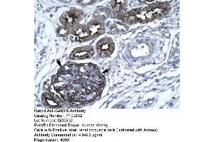 Human kidney (GABPA anticorps  (C-Term))