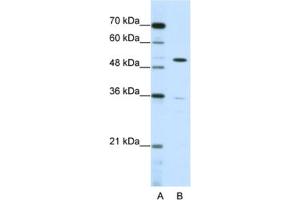 Western Blotting (WB) image for anti-Zinc Finger Protein 485 (ZNF485) antibody (ABIN2461982) (ZNF485 anticorps)